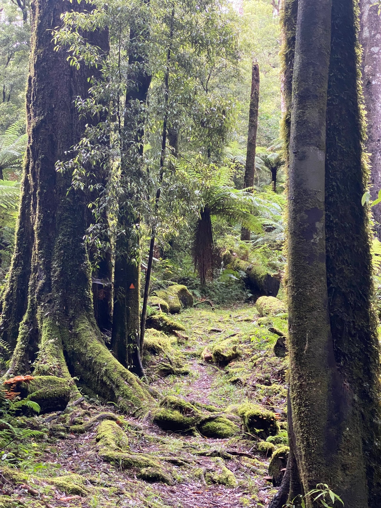 My happy place - the Whirinaki Forest.