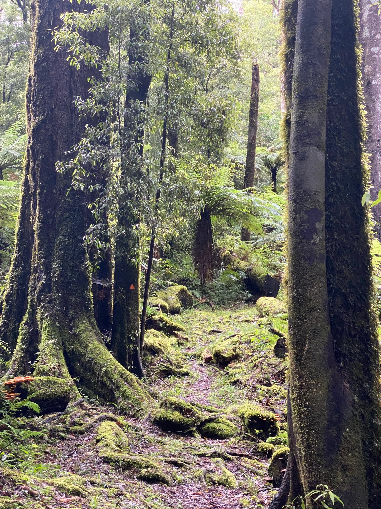 My happy place - the Whirinaki Forest.